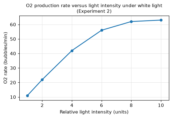 Figure 1: O2 production rate versus light intensity under white light (Experiment 2)